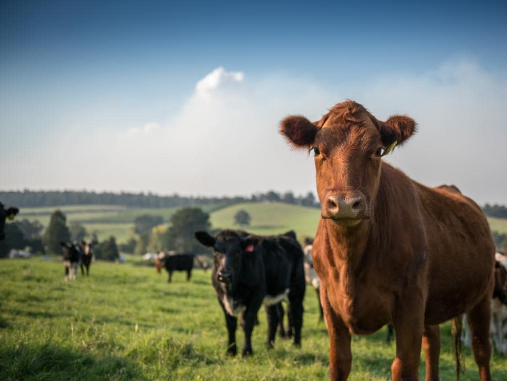 Gippsland farms